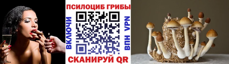 Псилоцибиновые грибы Cubensis  Спас-Клепики 